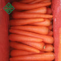 Direto da fábrica cenoura cenoura exportação de cenoura fresca